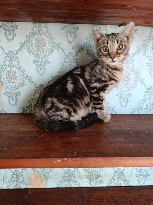 В Добрые руки. смотрите другие объявления автора