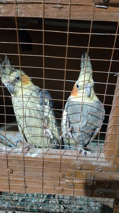 Bir jup kareliya cotiladi