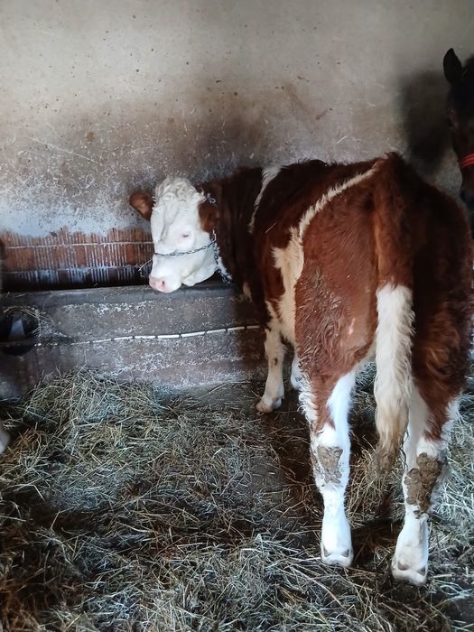 Vând viteii si o manza