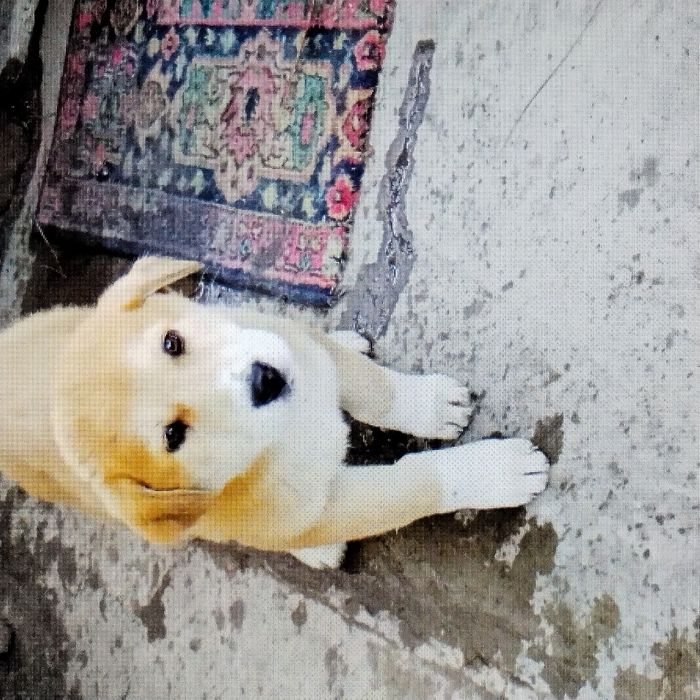 Щенок 4мес,смесь породы