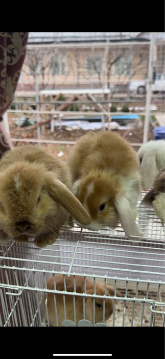 Karlik quyonlar sotiladi