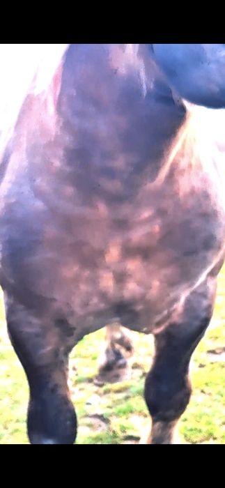 Vand sau schimb o iapa si un harmasar