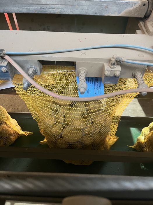 Samanta Olanda certificate