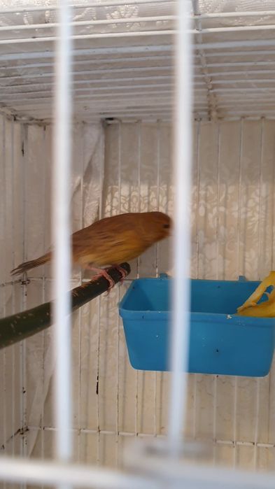 Продаю канарейку