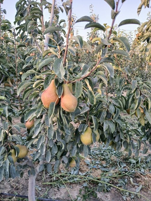 Samarqand mevali kuchtalar optim