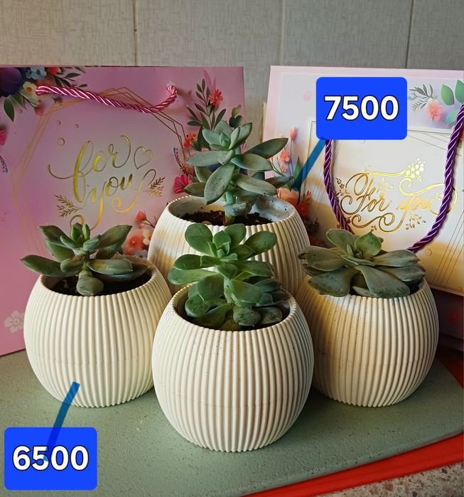 Суккуленты. Цветы в горшках  Минисад.