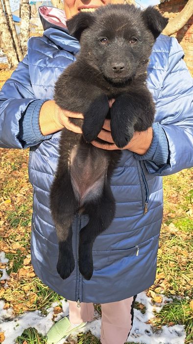 Малыши ищут себе дом