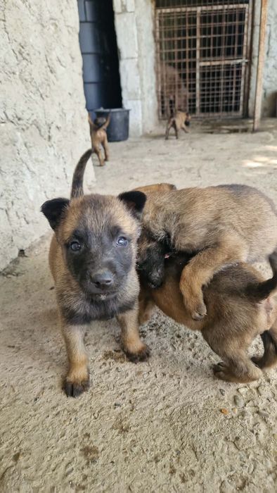 Catelusi Malinoua plus Perehe de catei mari Ciobanesti germani