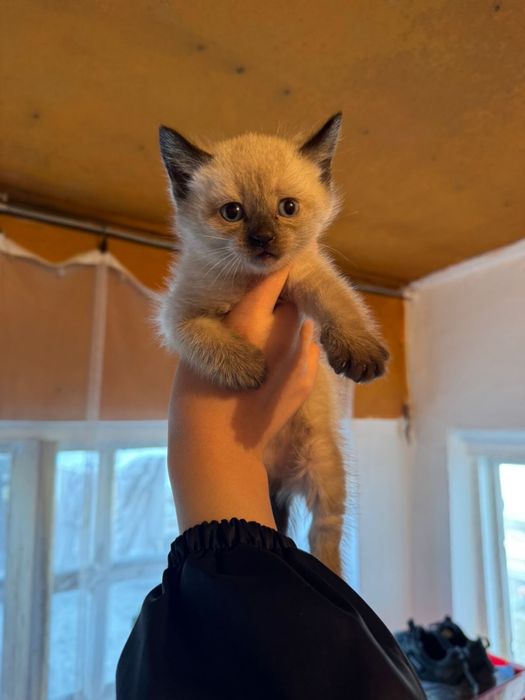 Продам котят в хорошие руки