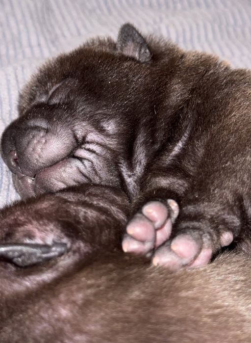 Продажа щенков шарпей