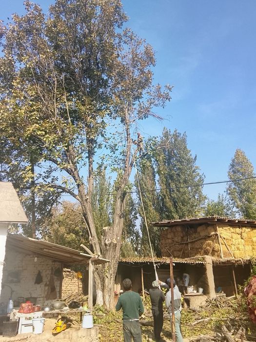 Дарахт кесиш хизмат