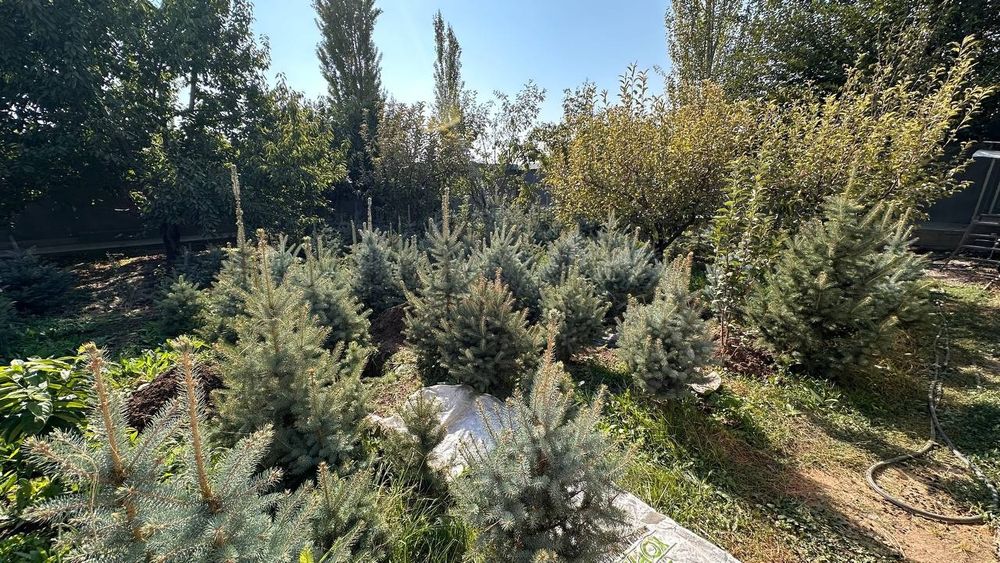 Галубой ель кримский.Galuboy el krimskiy