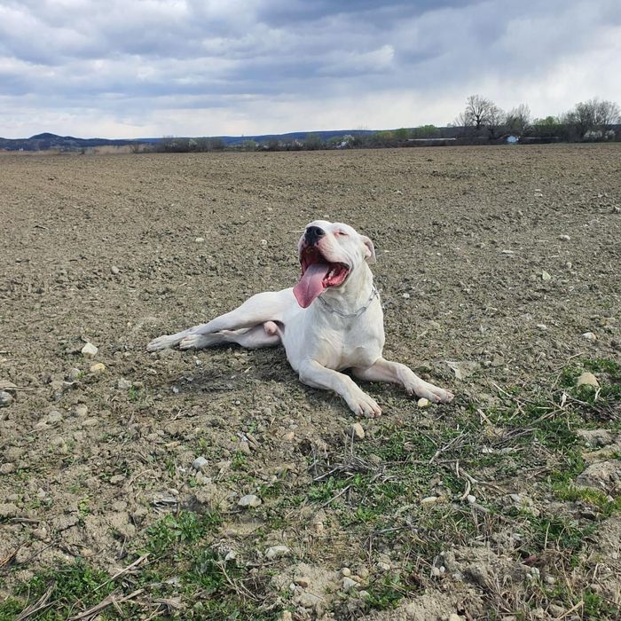 Dogo Argentino / Dog Argentinian de vanzare