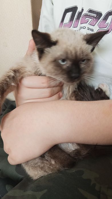 Отдам котёнка бесплатно