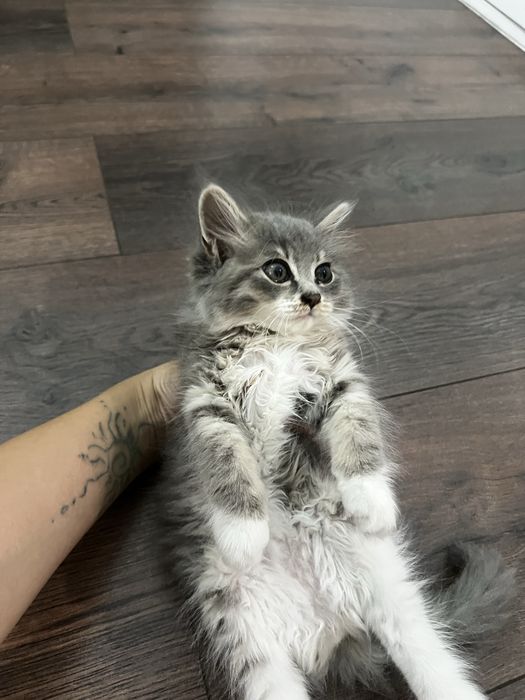 Продаётся  котёнок