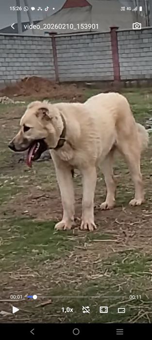 Кушык еркек 9айлык.