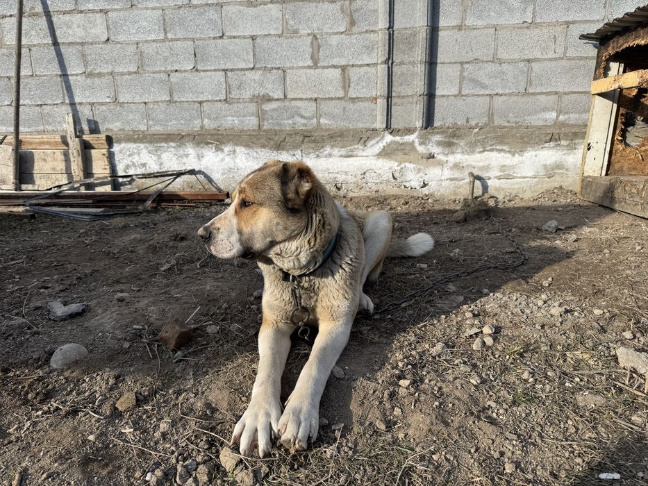 Алабай    1 годик