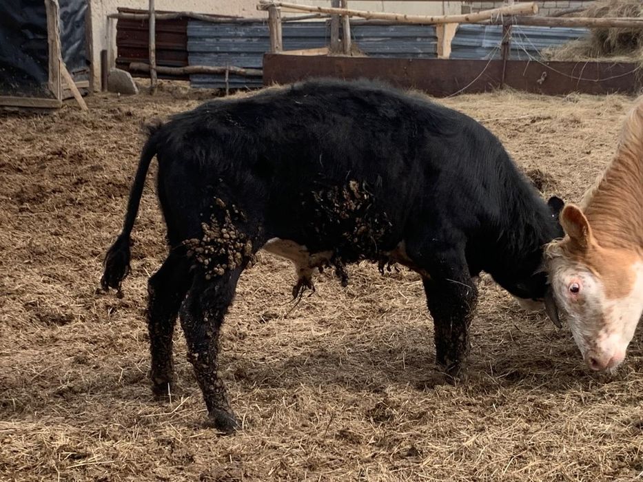 Ірі қара малдар сатылады.