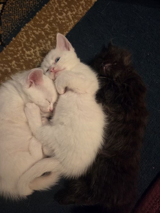 Котята метисы  продам