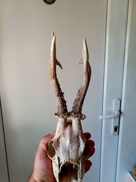 Два Трофея от сръндак перфектно състояние!