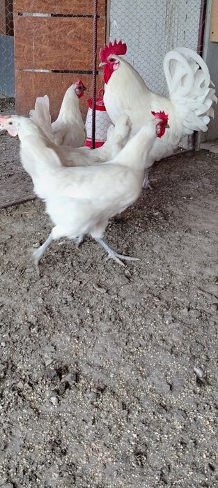 Ouă incubat La Bress