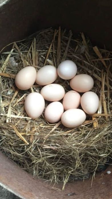 Oua din păsări de expoziție Chabo Bobat de vânzare!