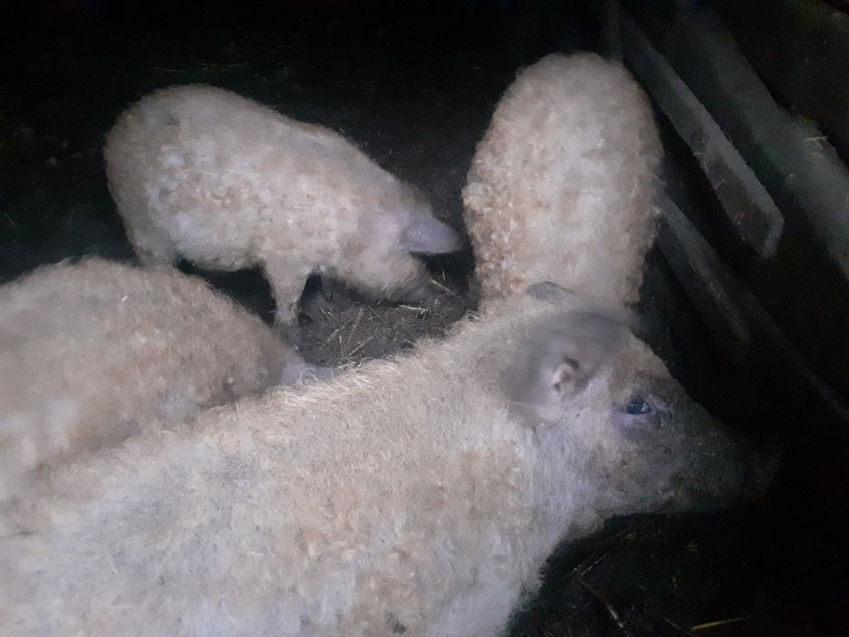 Vând miere de albine producție 2025  preturi negociabile