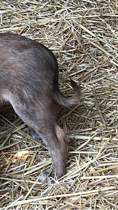 Тазы шенки продам