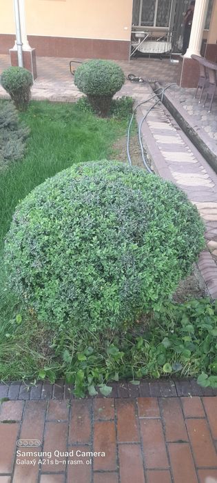 Gazon ekish,gullar ekish,bog' tomorqa ishlari