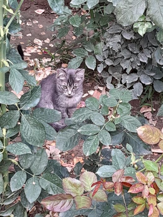 Котенок мальчик бесплатно