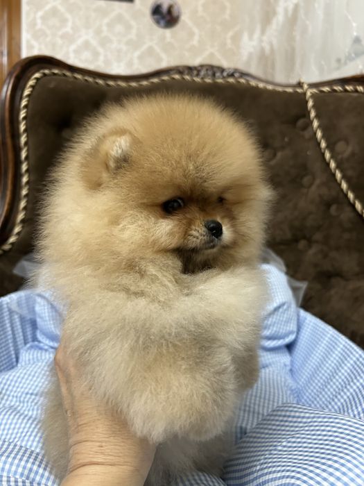 Шпиц померанский