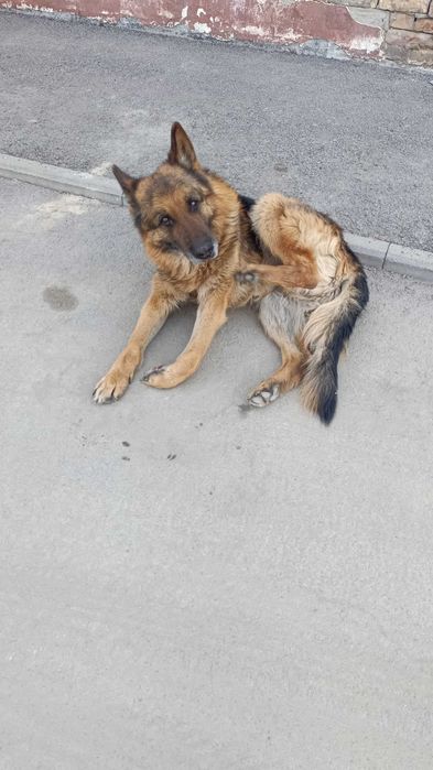 Найден овчар кобель