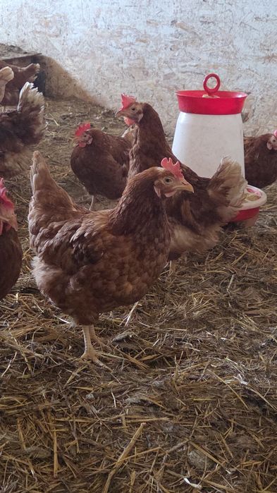 ‼️gaini rosii ouătoare ‼️‼️