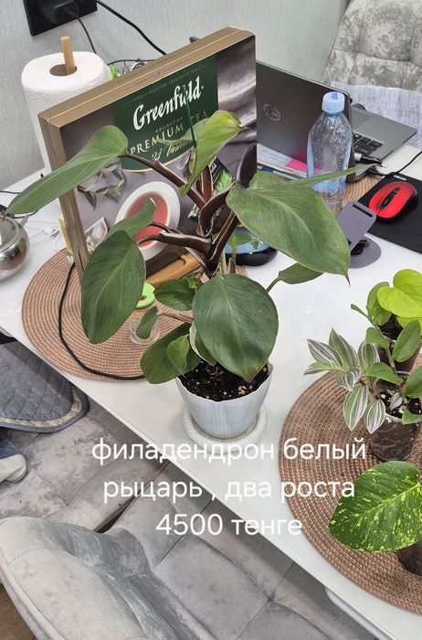 Комнптные растения