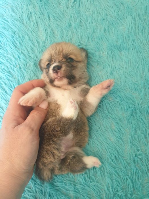 Щенки Вельш Корги Пемброк