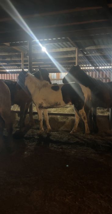 Жеребец Ала 4 года