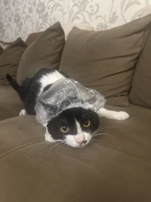 Кот, отдам в добрые руки