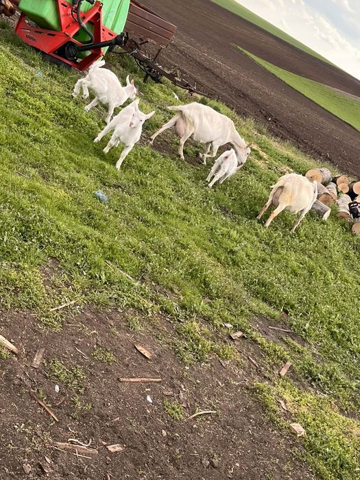 Vând sau schimb cu junică capre sannen bune de lapte cu tot cu 4 iezi