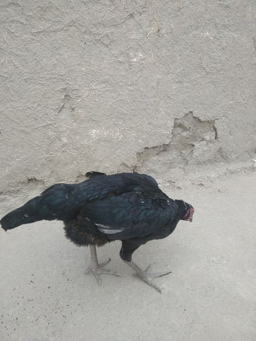 Дакан товукча шамо