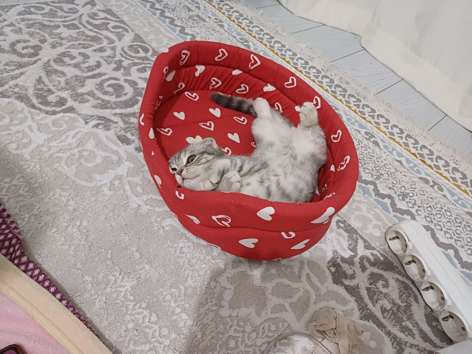 Вислоухи шотландка