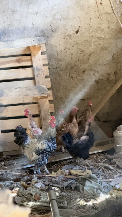 Продам домашних петухов