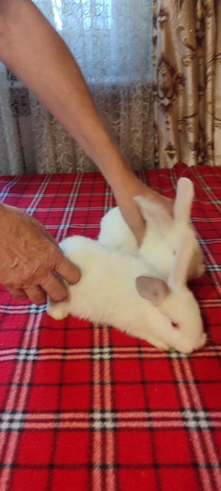 Кролики мелкие симпатичные