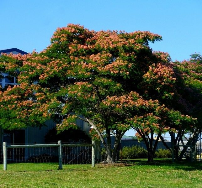 Акация Клён Yasin Katalpa sotiladi
