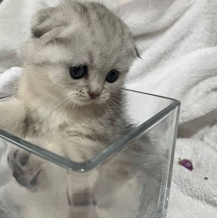 Готовы к брони котята шиншиллы.