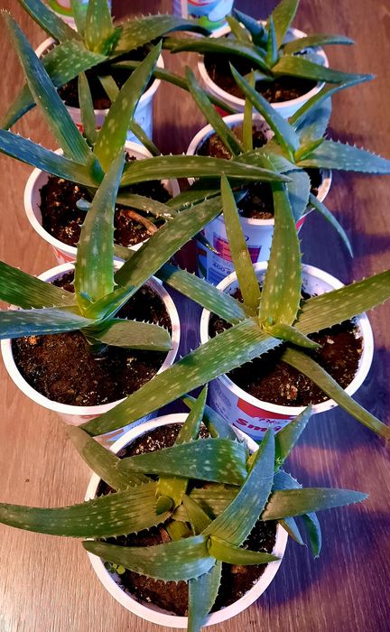 Vând  planta Aloe Vera