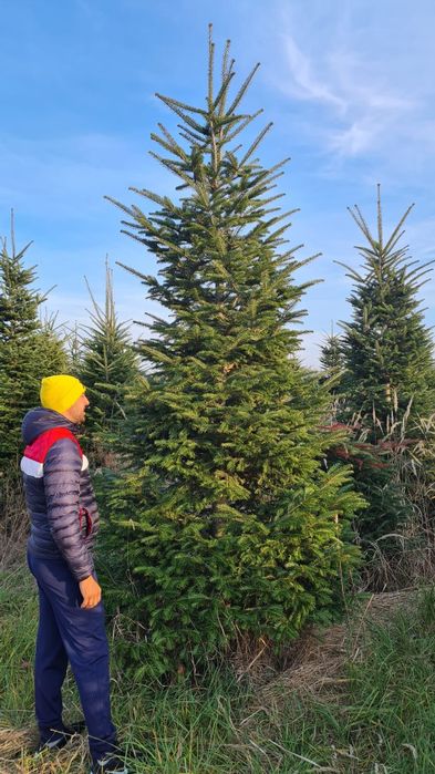 Brad verde si argintiu 4/5m