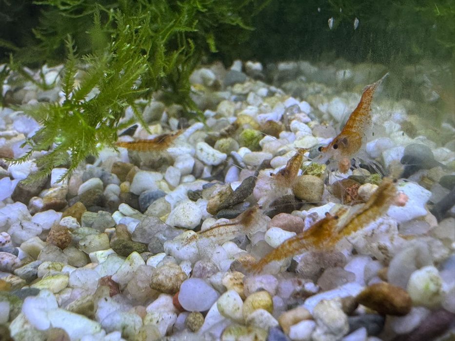 Creveti Neocaridina
