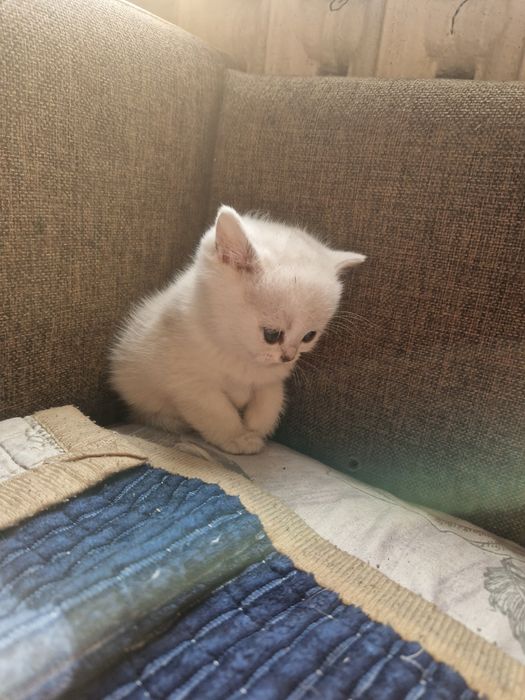 Шиншиллы Серебро Алматы