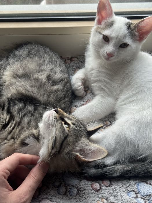 Отдам двух котят в добрые руки