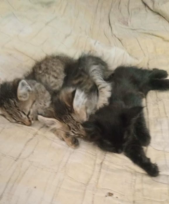 Котята в добрые руки